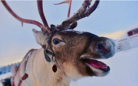 В Красноярском крае проведут учёт популяции дикого северного оленя
