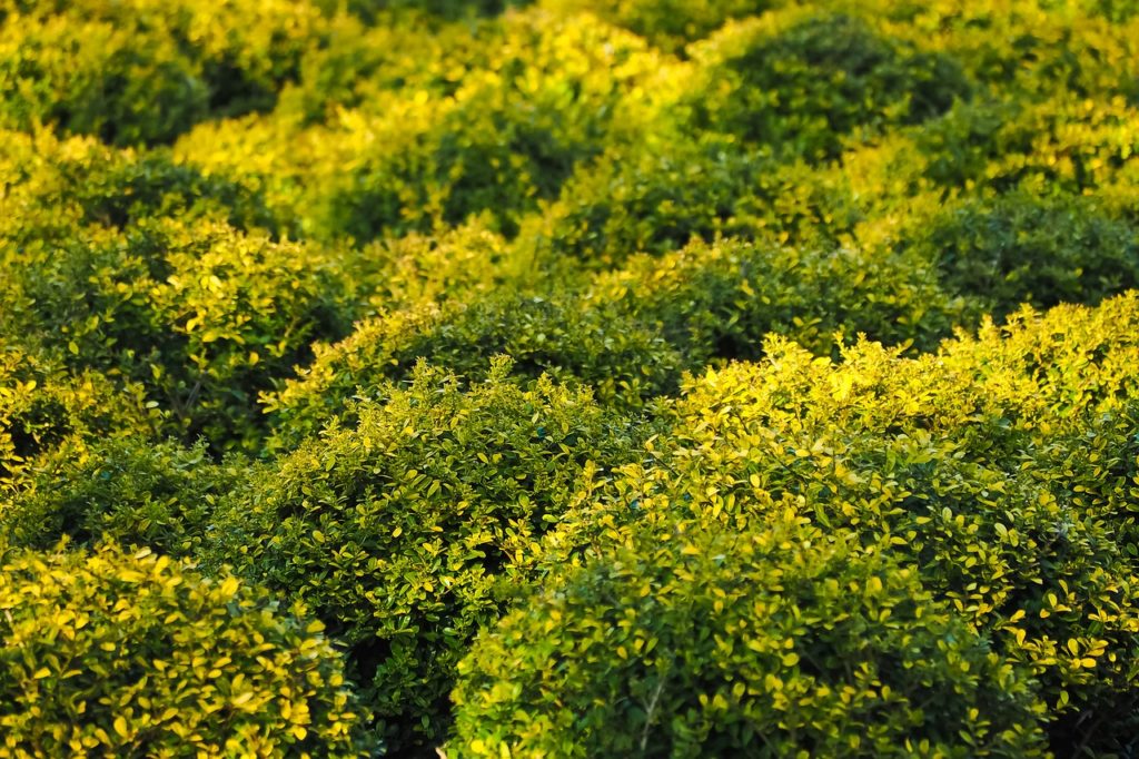 В Сочинском нацпарке высадят 17 тыс. саженцев вымирающего растения