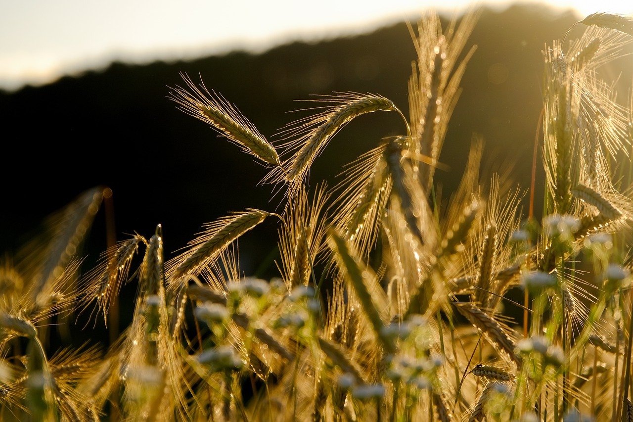 В Тамбовской области установили рекорд по сбору зерна