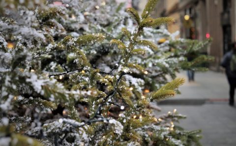 Главная новогодняя ёлка Камчатки откроется 5 декабря