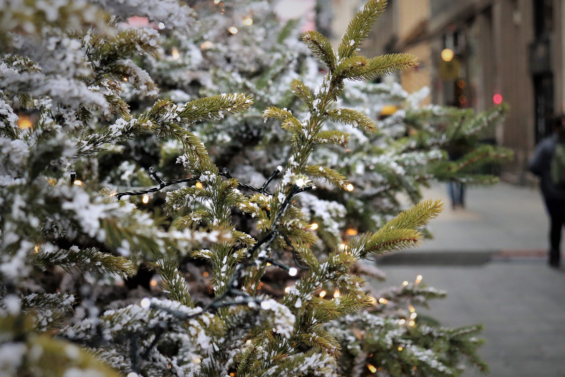 Главная новогодняя ёлка Камчатки откроется 5 декабря
