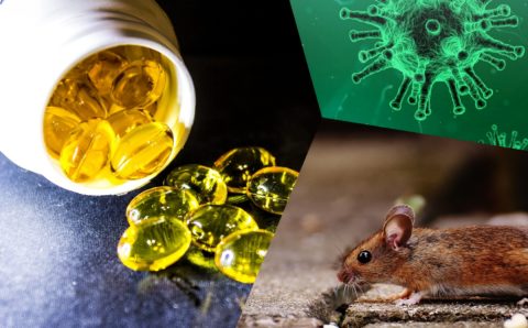Инструкция: как мышиный жир превратить в «лекарство от коронавируса»