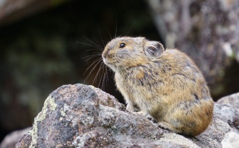 В приморской пещере нашли неизвестный науке вид зайцеобразных