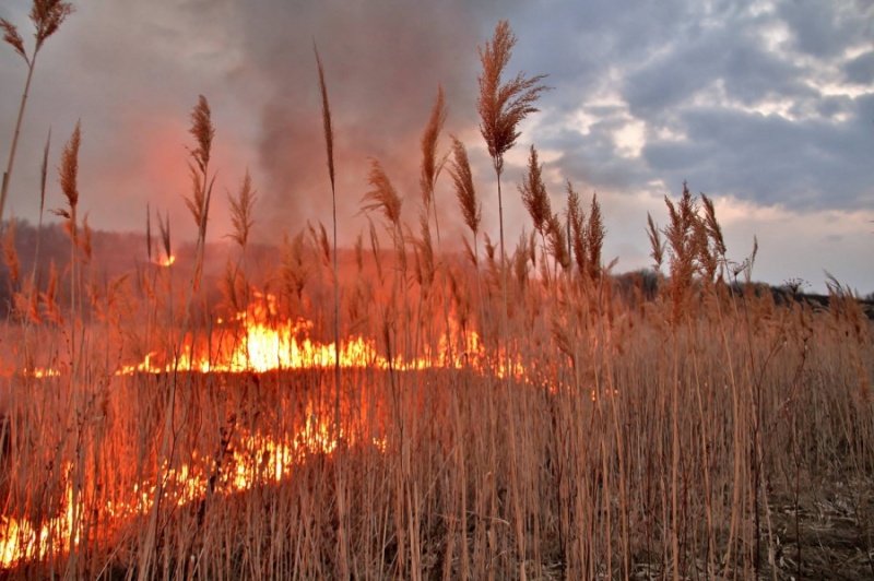 В Ростовской области продлён режим ЧС из-за лесных пожаров
