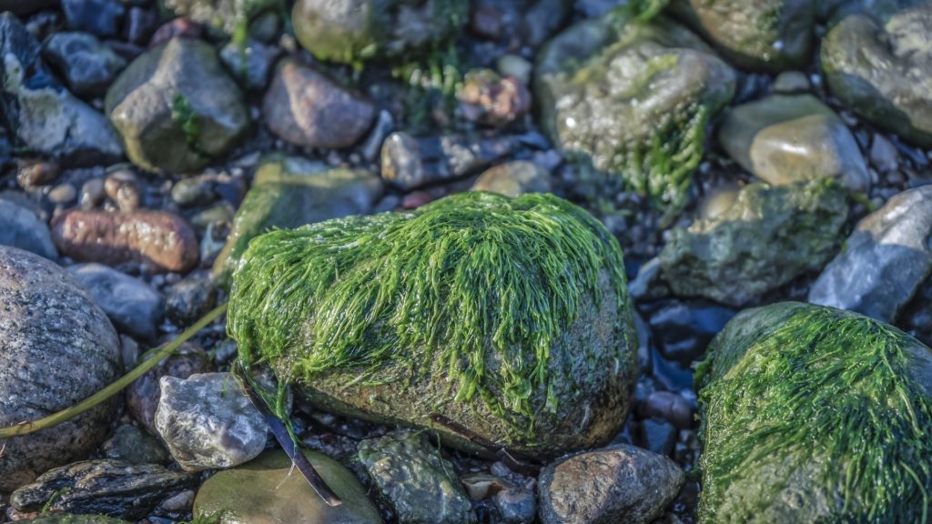 Озеров: токсичные водоросли — одна из причин красных приливов на Камчатке