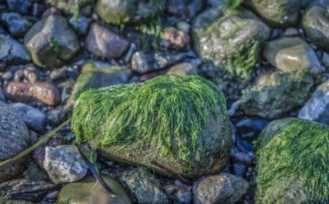 Озеров: токсичные водоросли — одна из причин красных приливов на Камчатке