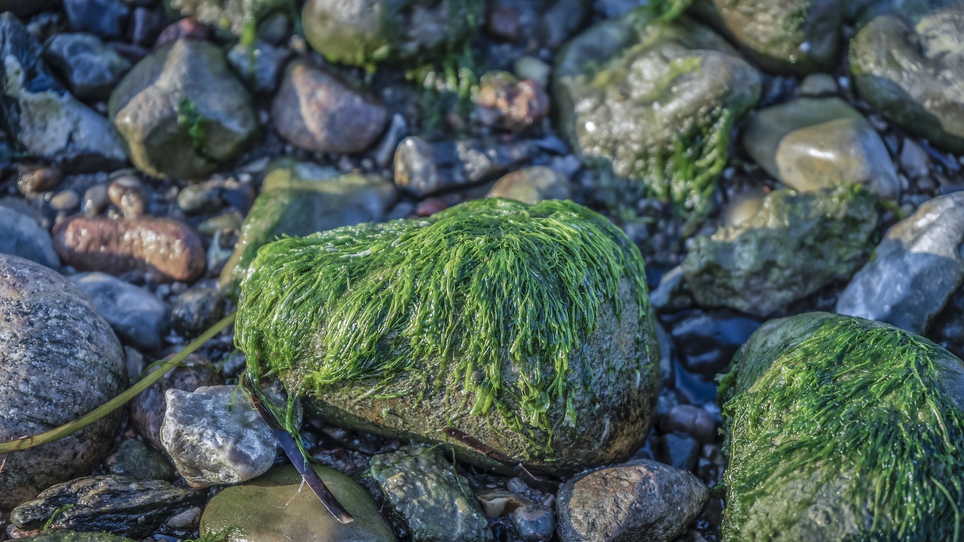 Озеров: токсичные водоросли — одна из причин красных приливов на Камчатке