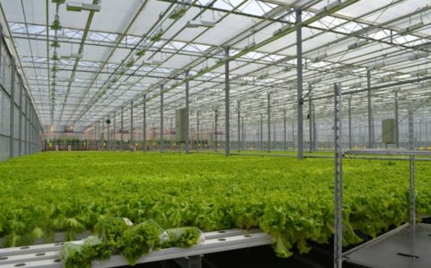 В Чечне планируют построить агропромышленный парк площадью 100 га 