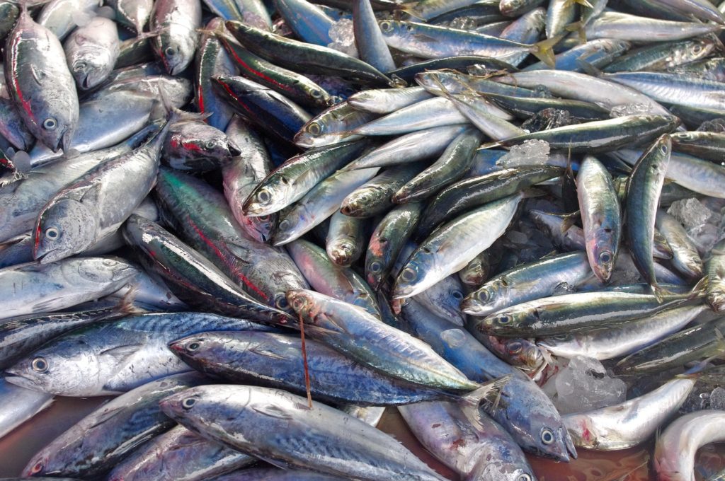 Россия и Китай временно ограничили импорт рыбы и морепродуктов из Японии