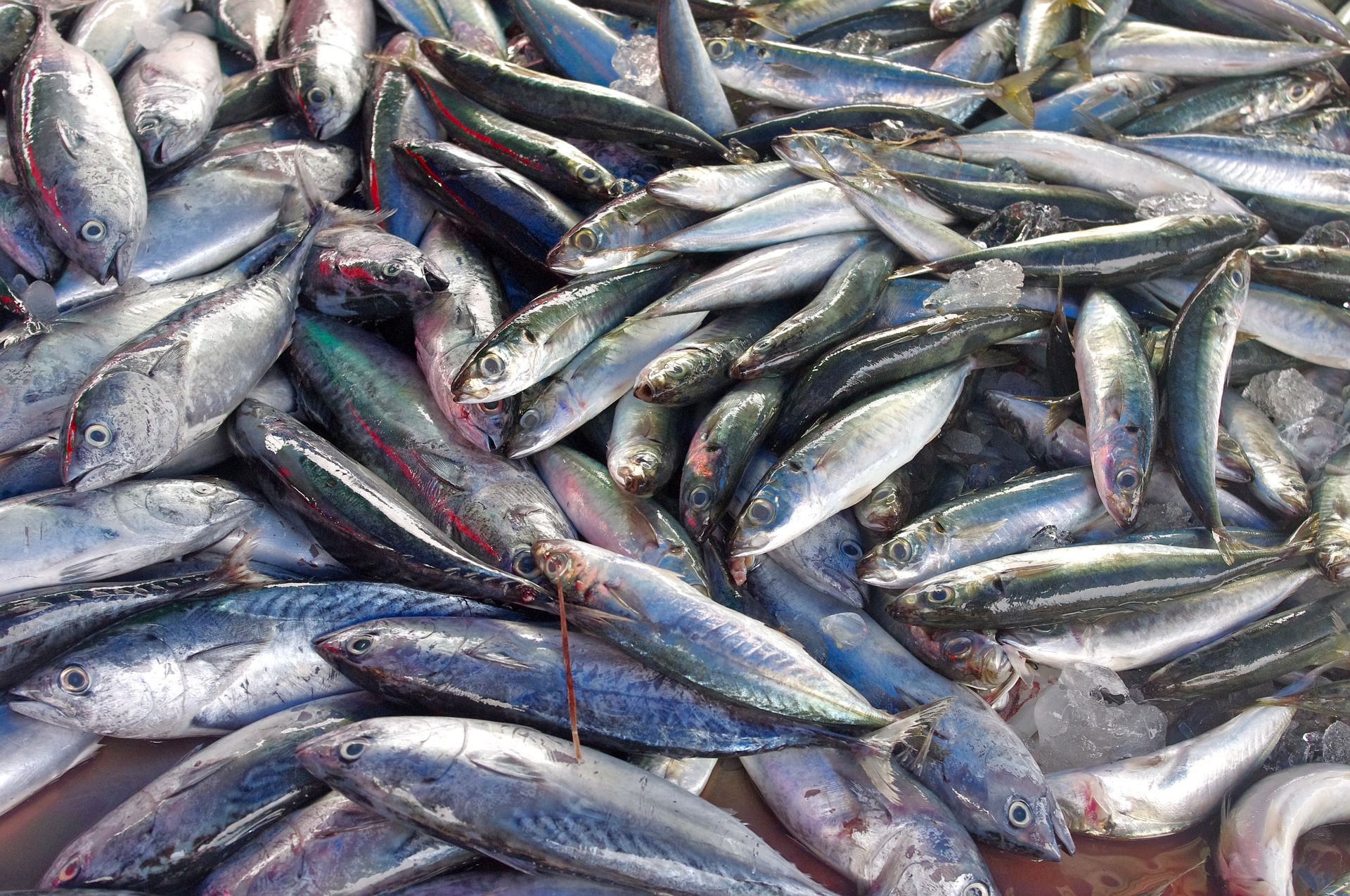 Запорожская область собирается наладить поставки рыбы в регионы России