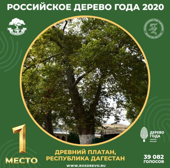 Древний платан из Дагестана признали главным деревом страны в 2020 году