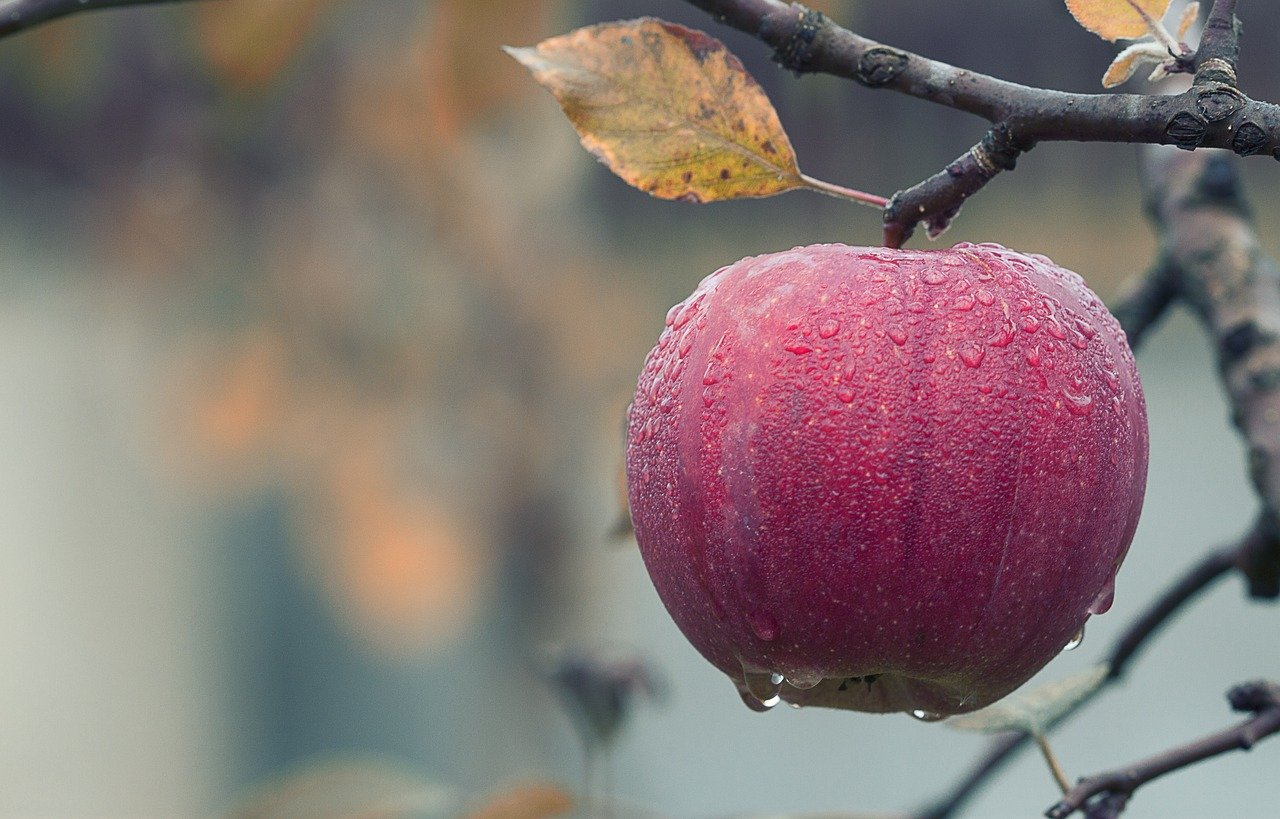 В Ингушетии вывели новые сорта яблок