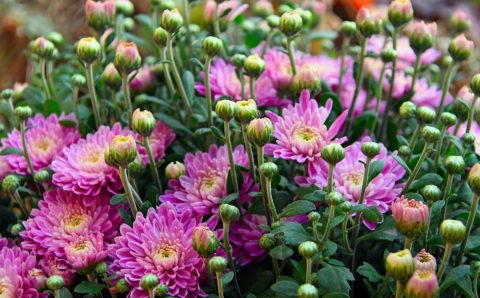 Бал хризантем под Волгоградом собрал более 1,5 тысяч гостей