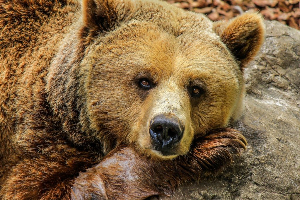 Прокуратура проверяет тиктокершу Леру Изумруд из-за видео с медведем