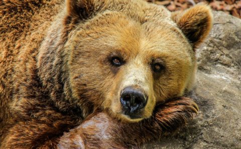 Прокуратура проверяет тиктокершу Леру Изумруд из-за видео с медведем