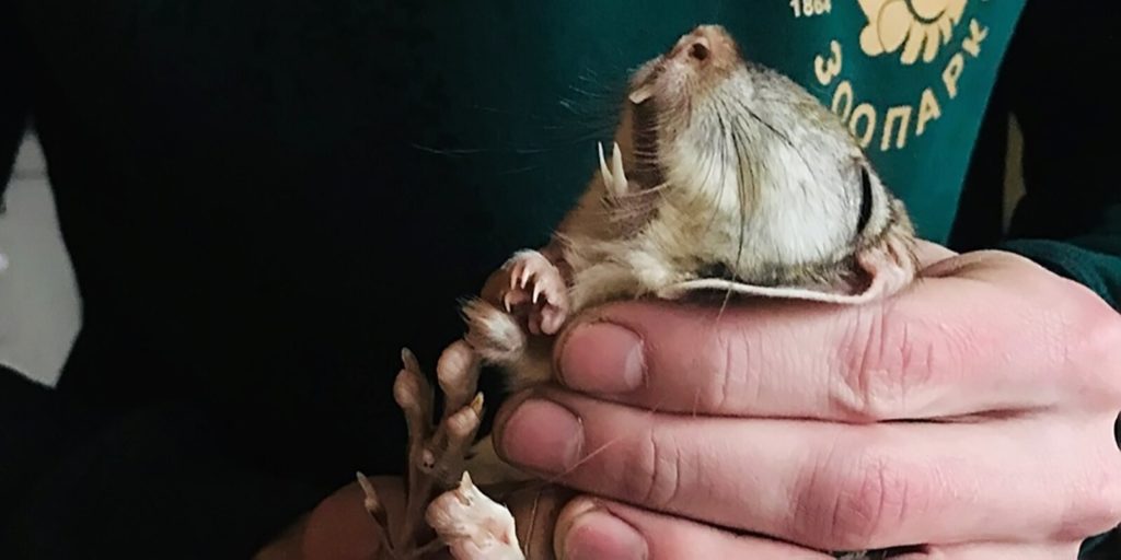 Тушканчиков в Московском зоопарке на зиму поместили в холодильники Тушканчиков в Московском зоопарке на зиму поместили в холодильники