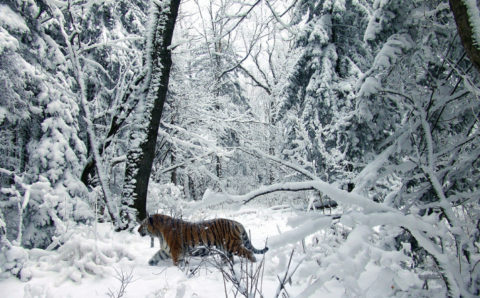 Ледяной дождь в Приморье может привести к гибели животных в тайге