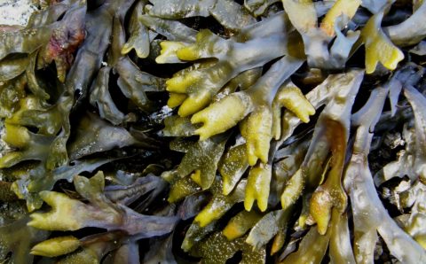 В Сахалинской области начали выращивать ламинарию и морского ежа