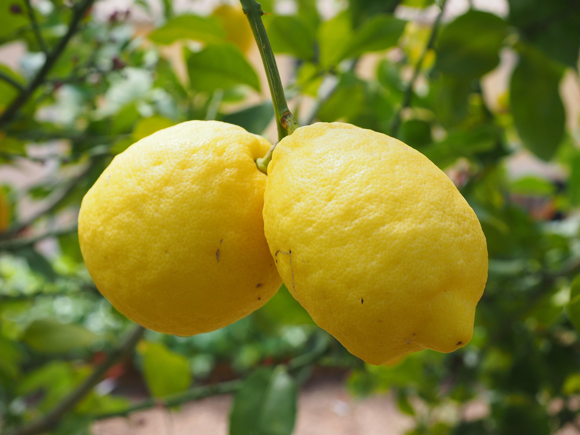 Фермеры в Таджикистане приступили к сбору лимона