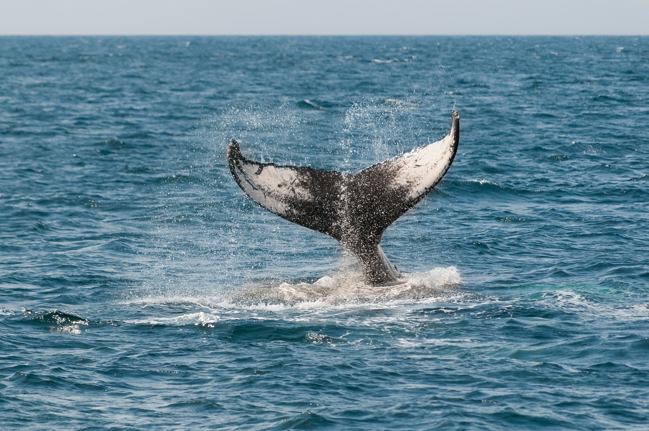 На Шри-Ланке спасли около 120 выбросившихся на берег китов