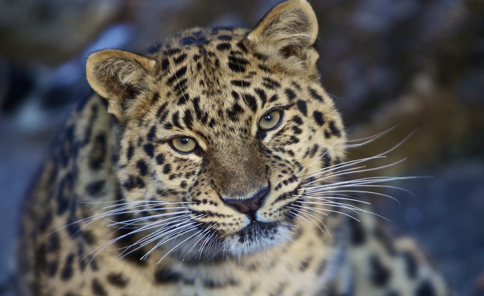 На Кавказе погибла самка леопарда, выпущенная в дикую природу в августе