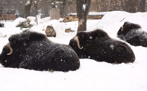 В зоопарках Сибири стали тщательнее кормить животных из-за морозов
