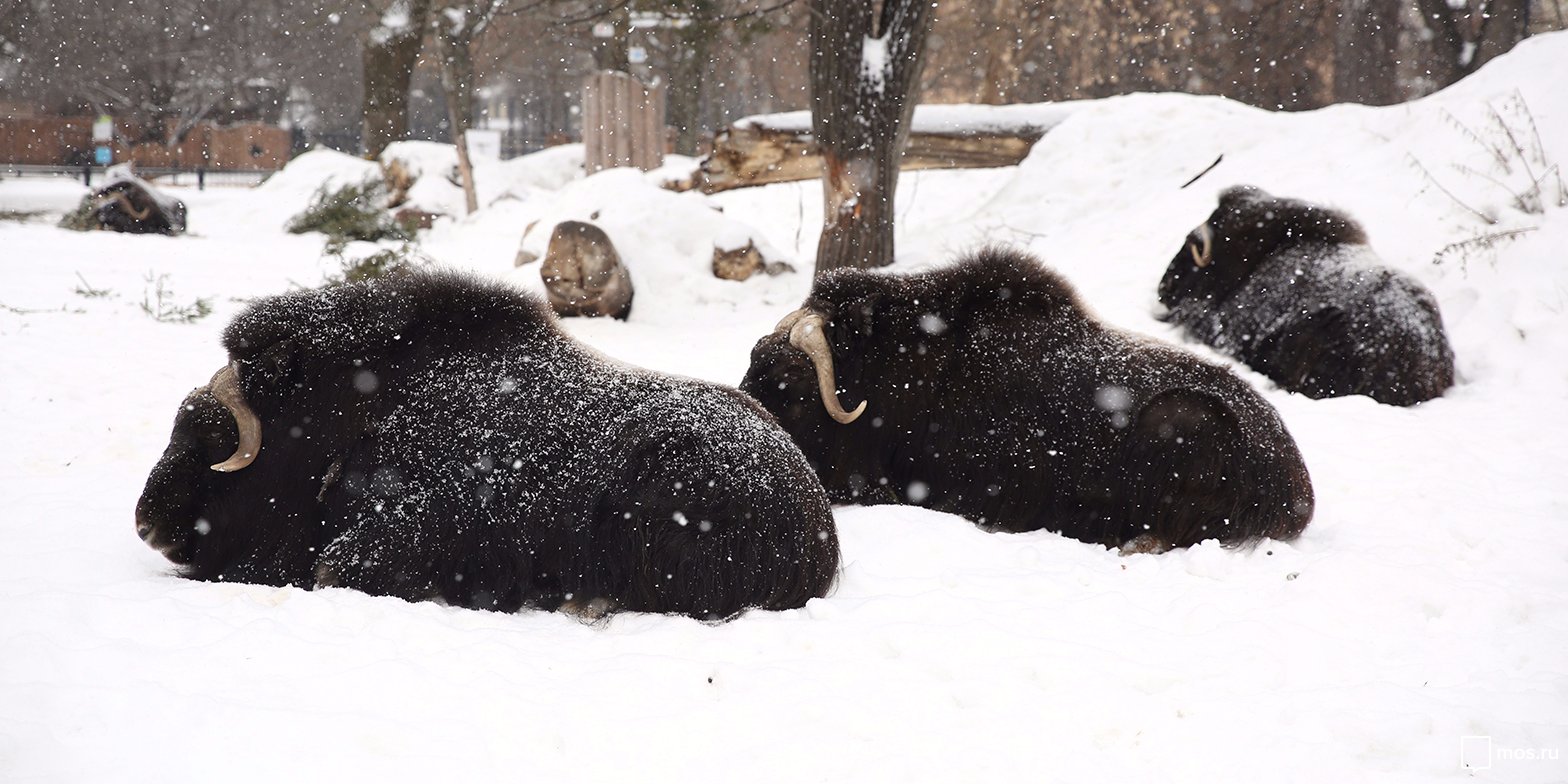 В зоопарках Сибири стали тщательнее кормить животных из-за морозов