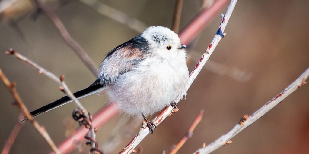 Ополовник и пустельга: каких редких птиц обнаружили в столице в этом году