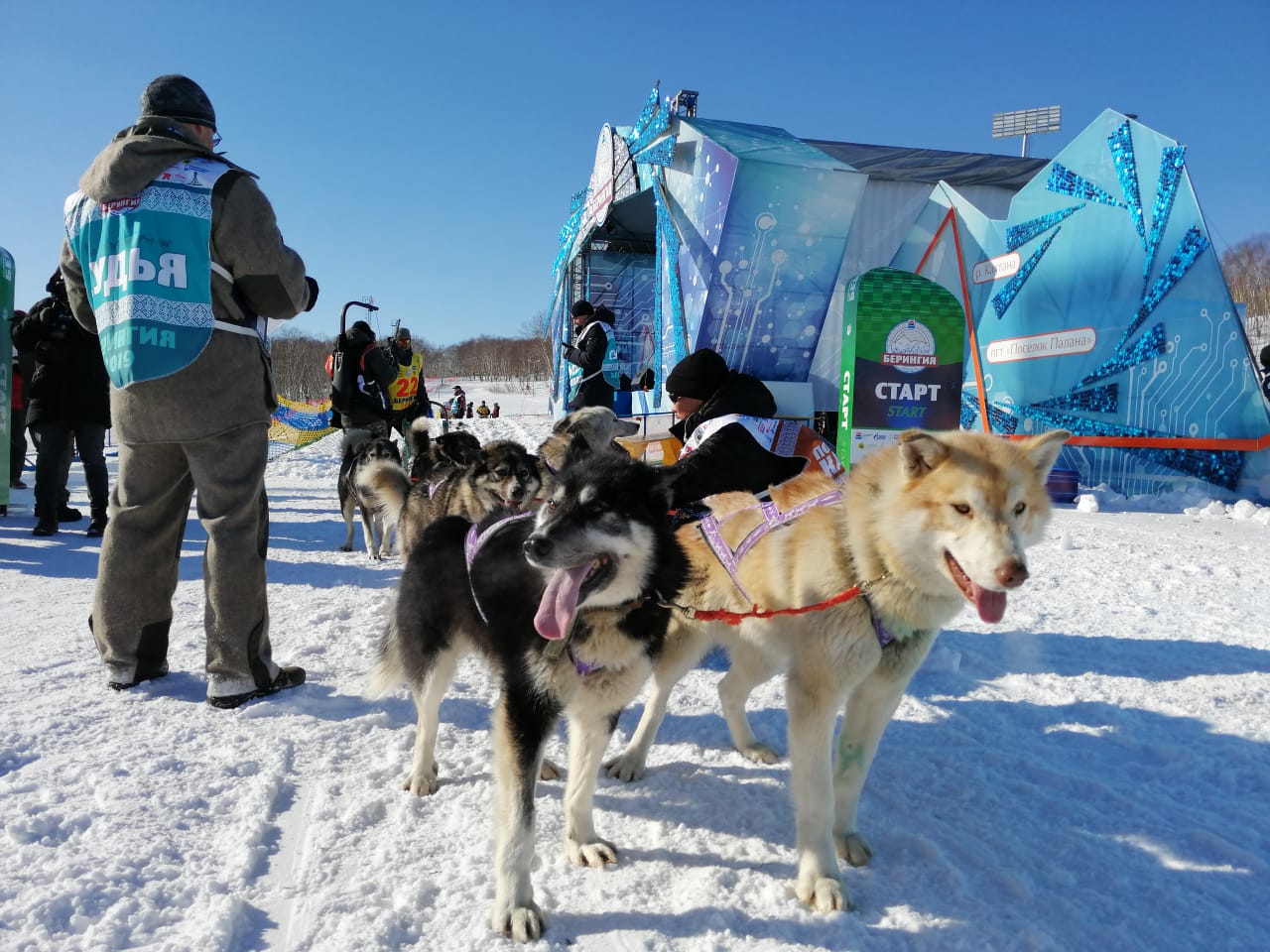 На Камчатке определили маршрут весенней гонки на собачьих упряжках