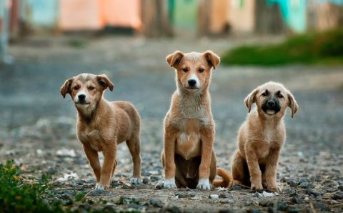 В Приамурье появится первый приют для животных из модульных вагончиков