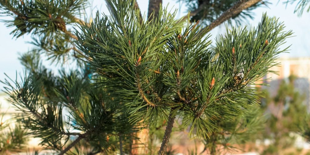 В Москве пройдет ежегодная экологическая акция