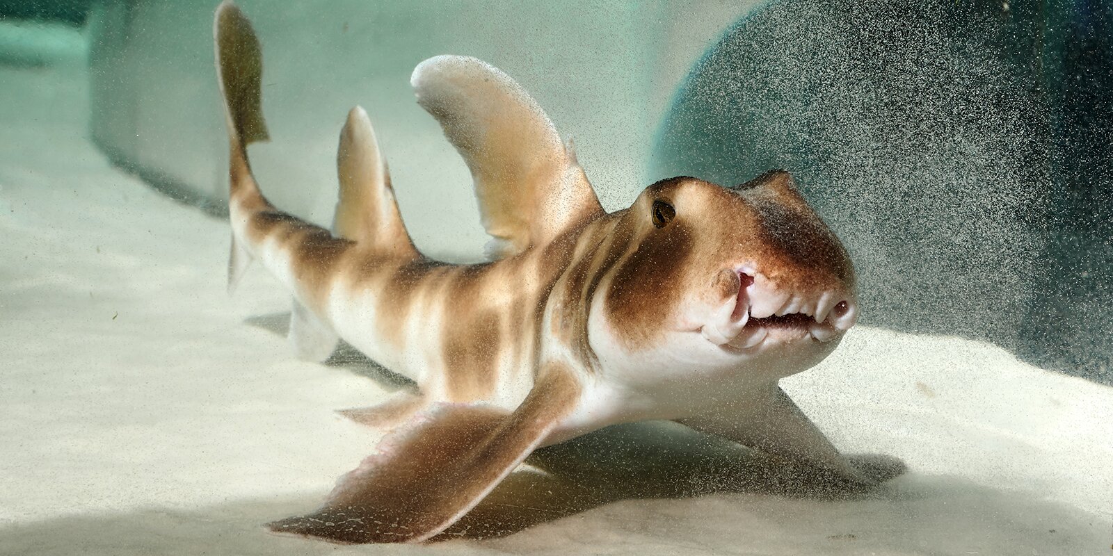 В «Москвариуме» появились японские бычьи акулы