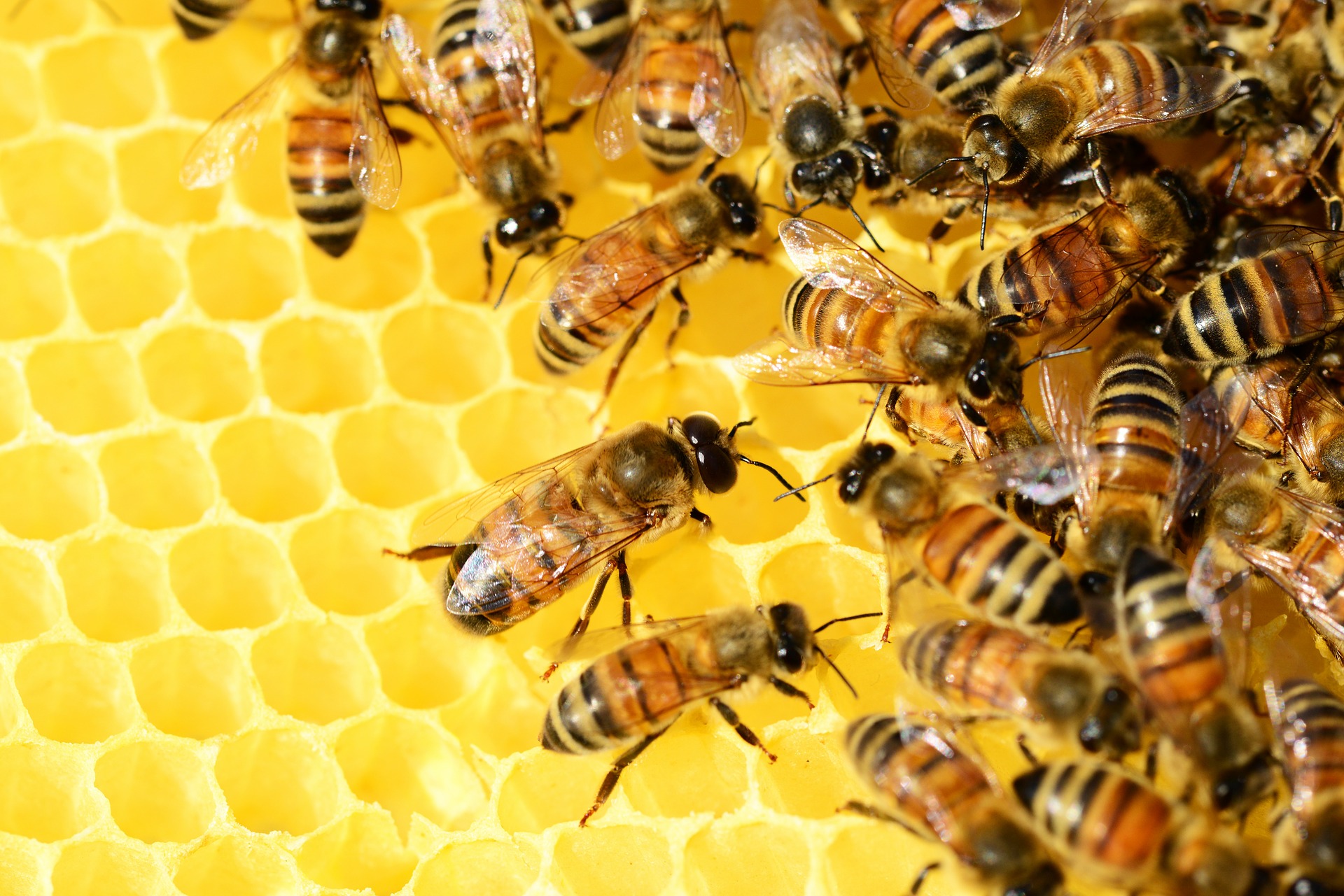 В Приморье произвели 6 тысяч тонн мёда за год