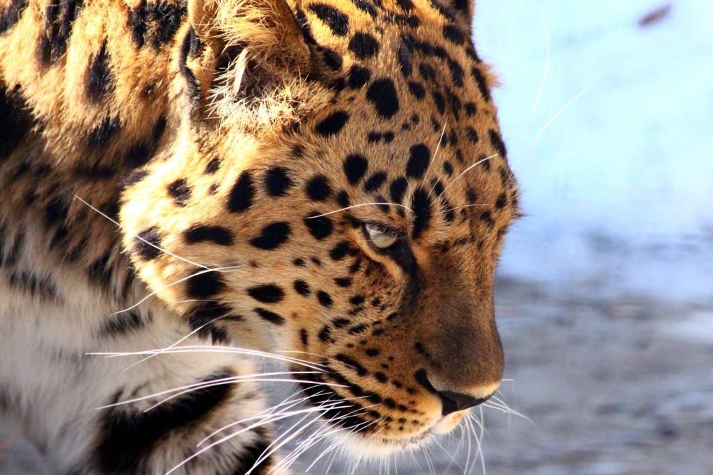 В Большереченском зоопарке построят новые вольеры для редких леопардов