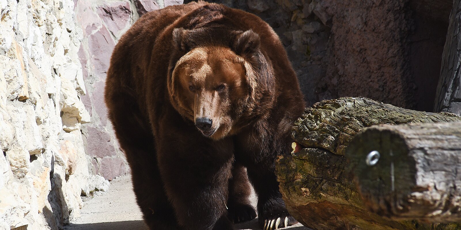 Медведи в Московском зоопарке погрузились в спячку