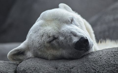 В ростовском зоопарке впервые за 32 года родился белый медведь