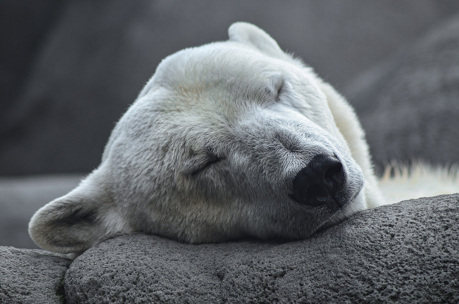 В ростовском зоопарке впервые за 32 года родился белый медведь