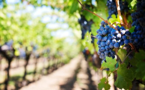Аграрии Крыма собрали рекордный урожай винограда