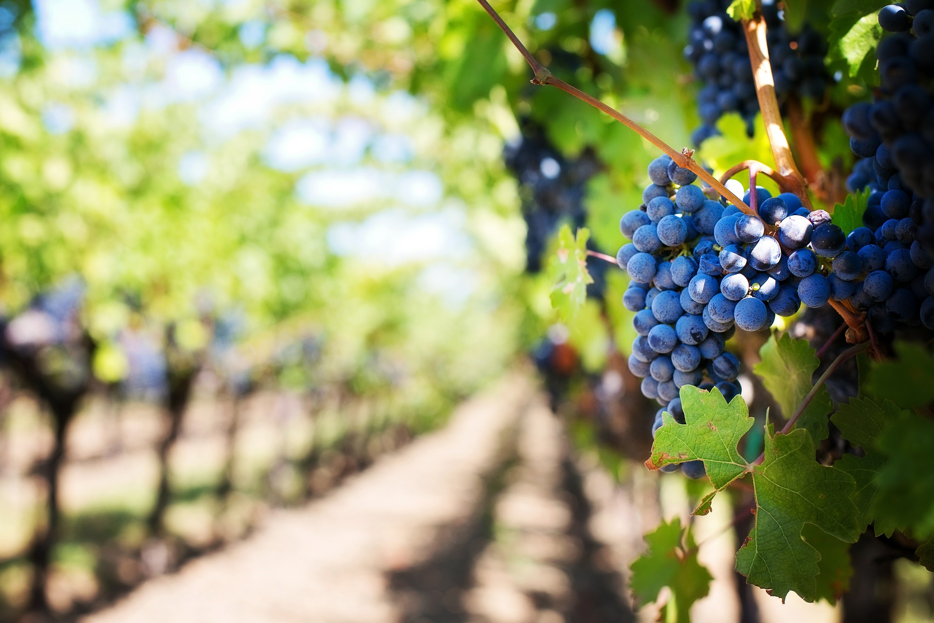 Аграрии Крыма собрали рекордный урожай винограда