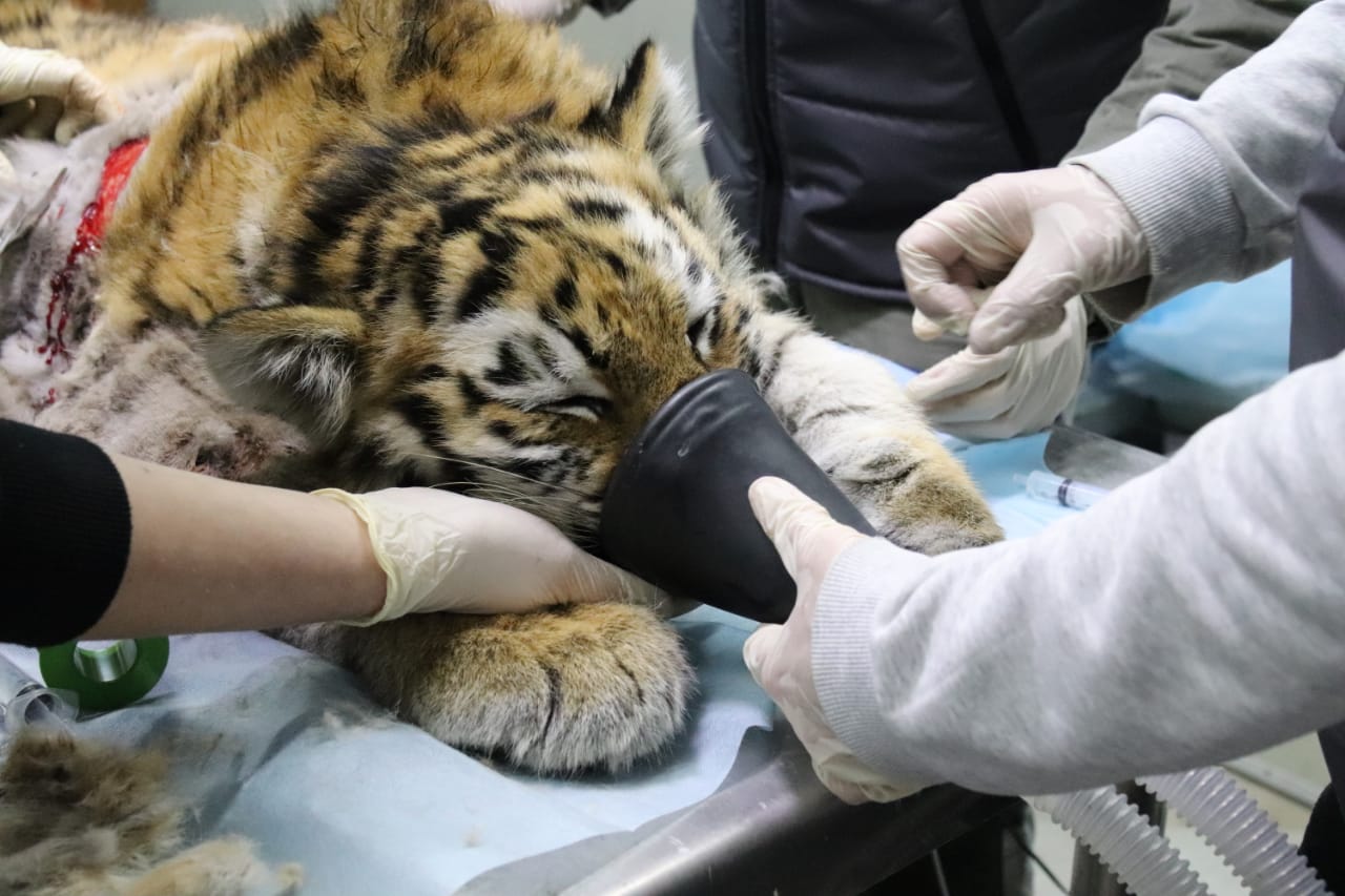 Врачи в Приморье дважды прооперировали тигренка для его спасения