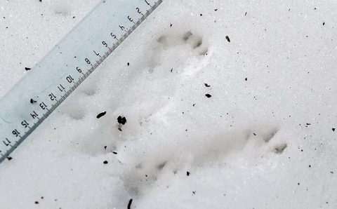 В Москве устроят перепись животных и птиц