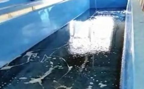 В Сахалинской области начали выращивать трепанга