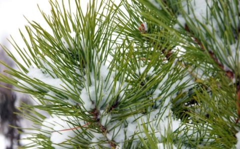 Лесовосстановительные работы в России выполнены на площади более 1,1 млн га