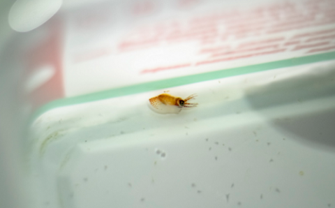 В Приморском океанариуме впервые появились на свет малыши осьминога