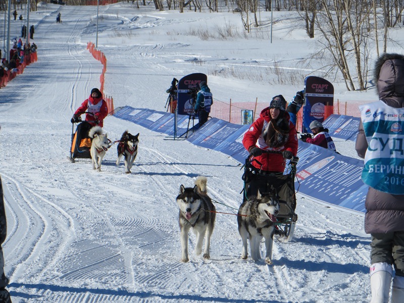 На Камчатке пройдут традиционные гонки на собачьих упряжках