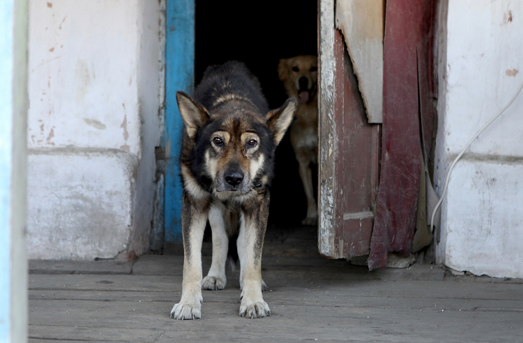 В Приморском крае построят приюты для бездомных собак и кошек