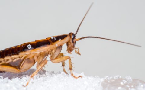 Издание «Сенсаций.Нет» отменило «нашествие» тараканов