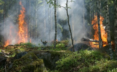 Заповедник в Крыму получит 240 млн рублей на борьбу с лесными пожарами