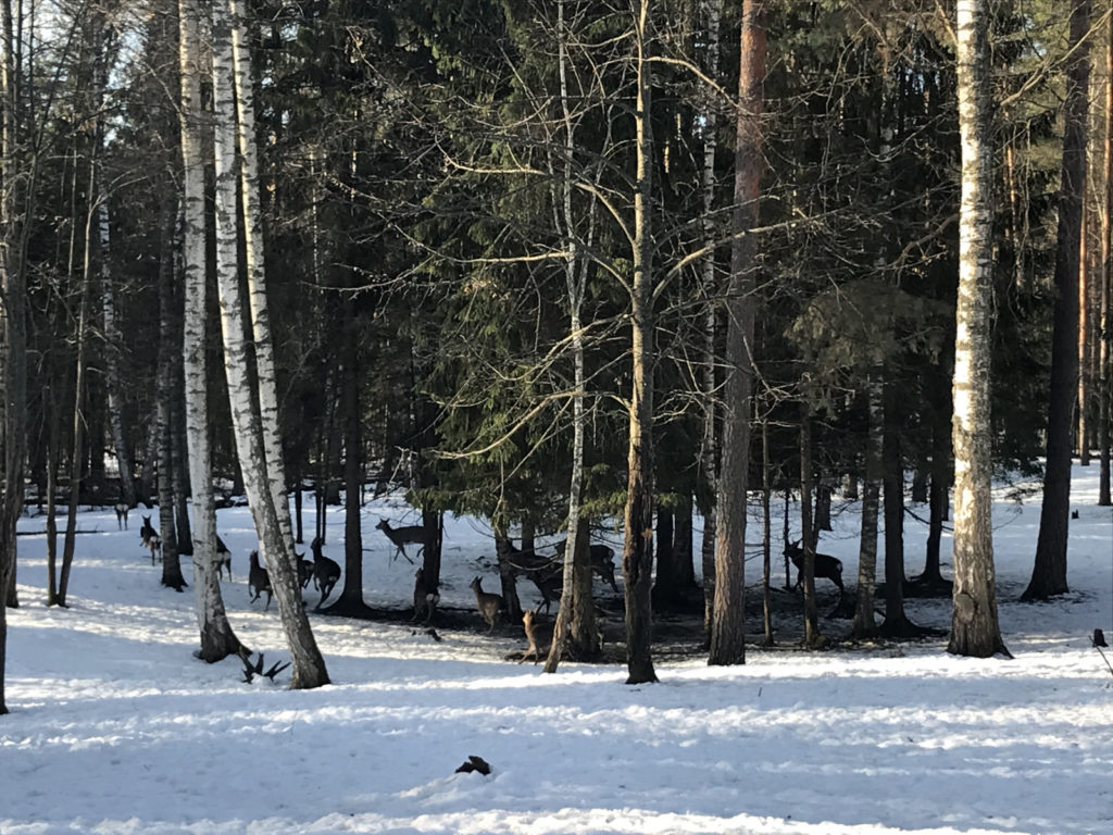 В Нижегородской области пройдет «перепись» диких животных