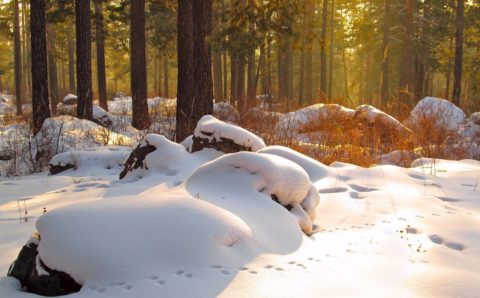 В Свердловской области начался зимний подсчет диких животных